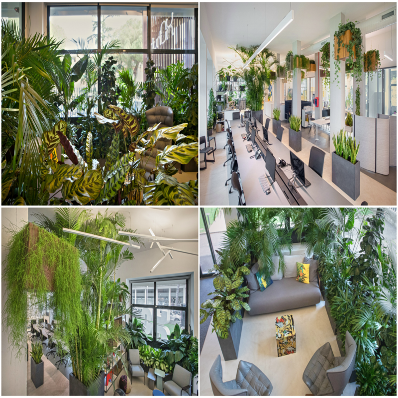 jungle office